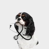 Dog Healthcare